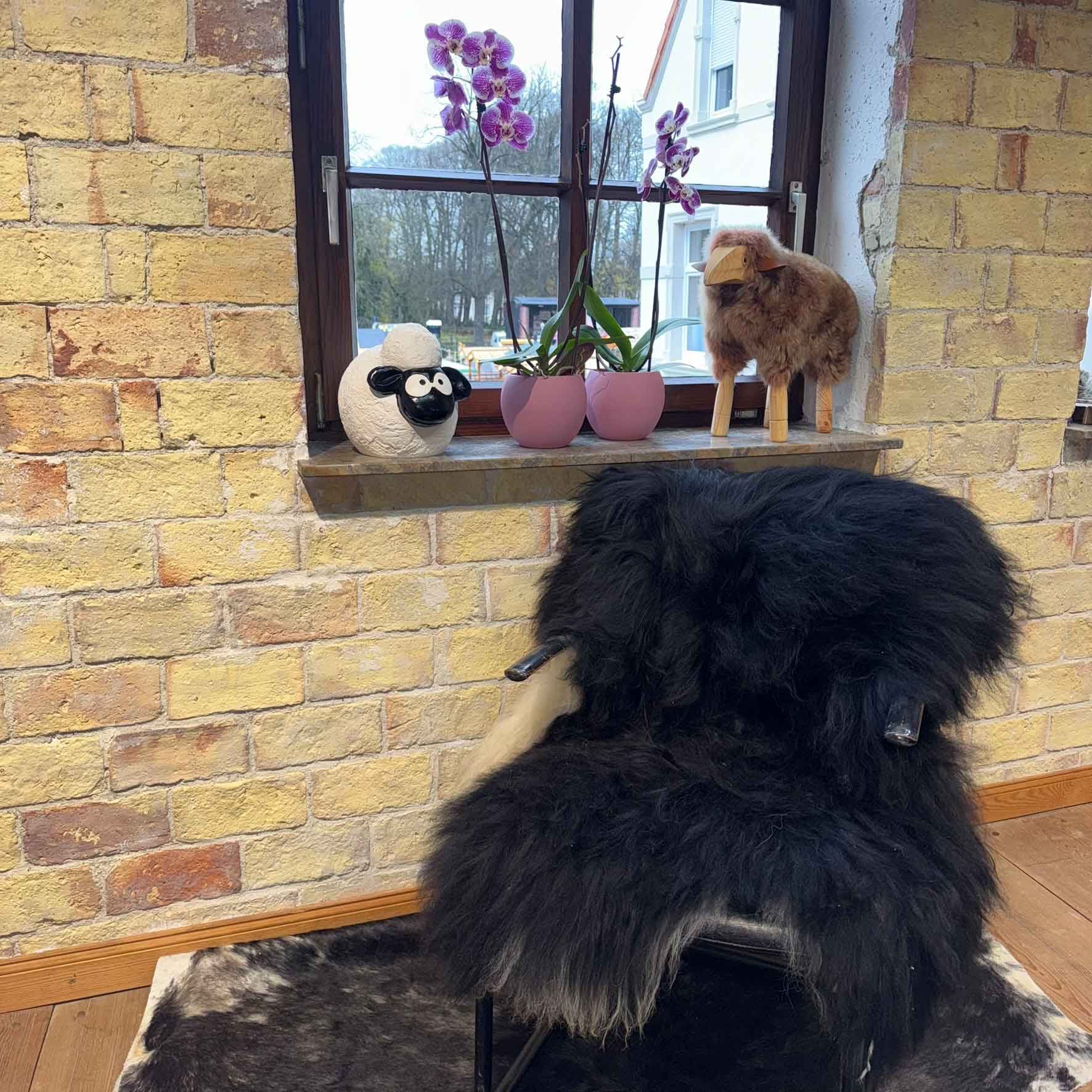 Fell vom Islandschaf